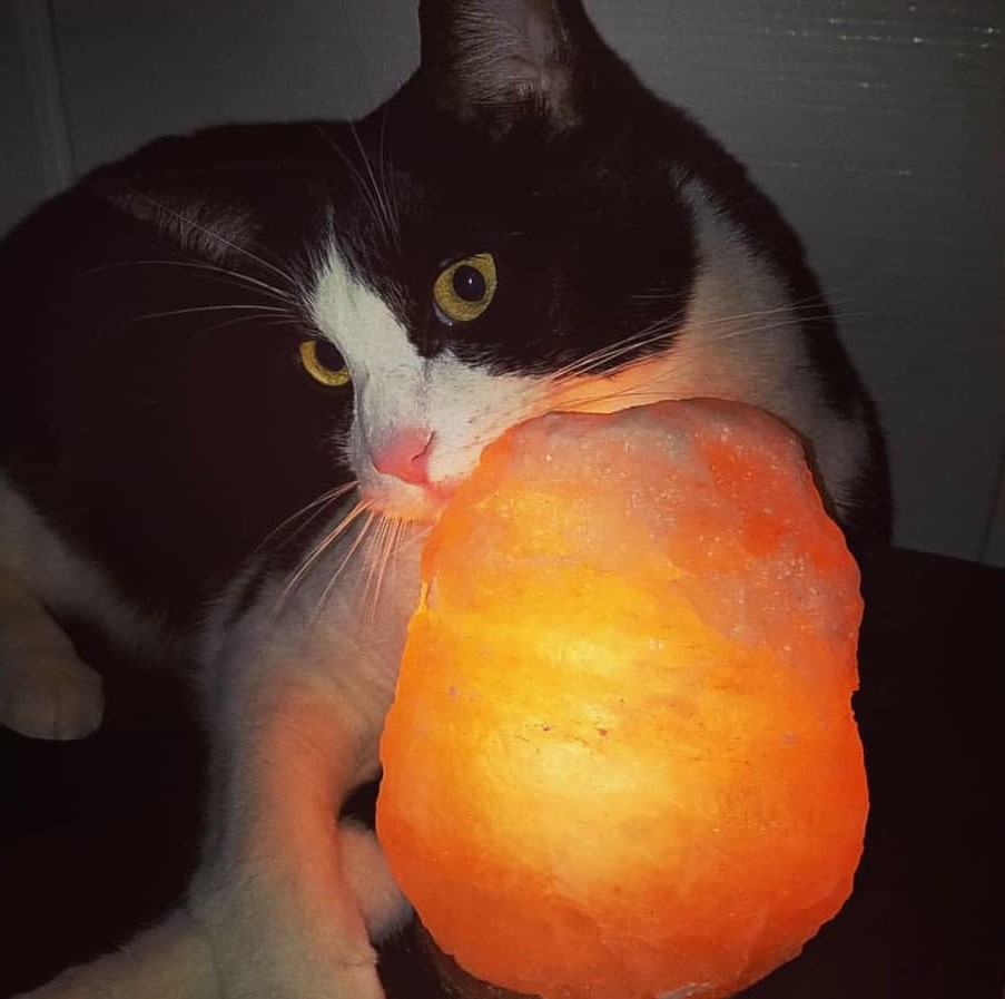 Himalayan Salt Lamps act as Salt licks for your Pets