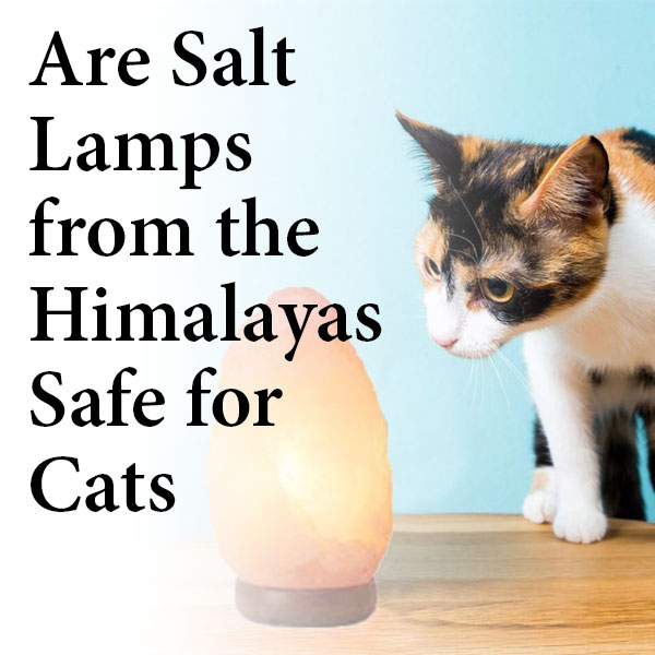 Are Salt Lamps from the Himalayas Safe for Cats