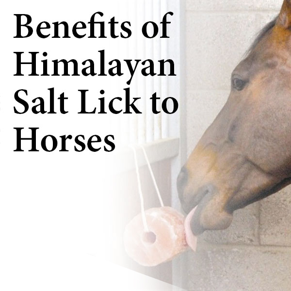 Benefits of Himalayan Salt Lick to Horses